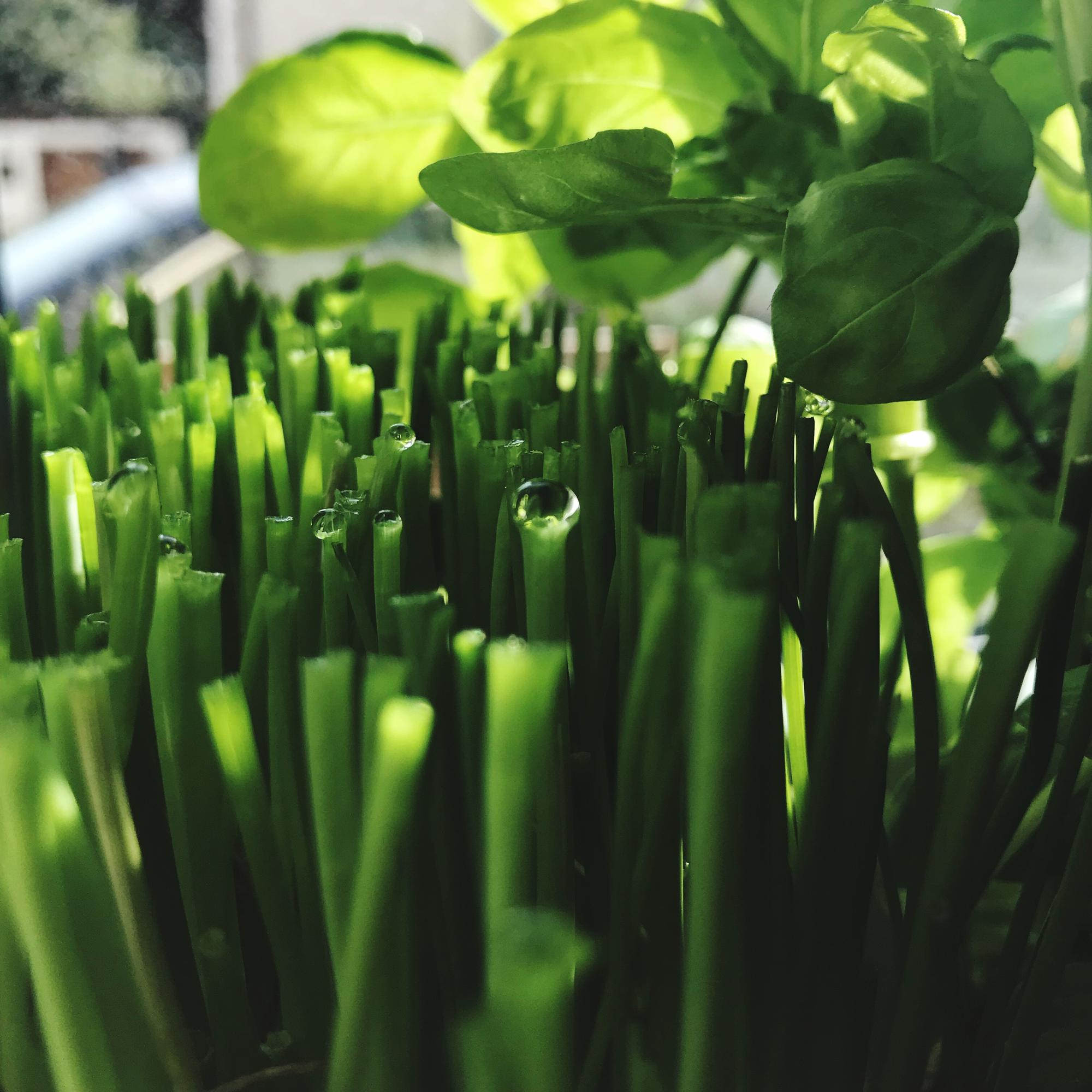 Green Tech